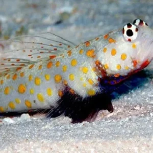 Amblyeleotris Guttata - Gobbio - Spotted prawn goby - scava tane nella sabbia