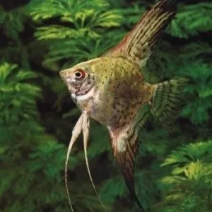 Pterophyllum Scalare Leopard 3-5 cm