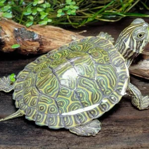 Tartaruga acquatica Pseudemys Concinna Concinna 5 cm