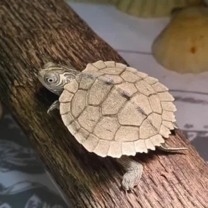 Tartaruga acquatica Graptemys Pseudogeographica 5 cm