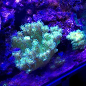 Lobophytum green fluo Australia - verde - Corallo molle facile -  frag 8-10 cm