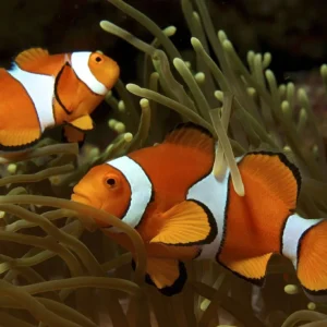 Amphiprion OCELLARIS 2-5 cm (Pesce Pagliaccio - Ocellaris clownfish) - allevamento