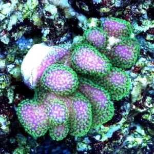 Stylophora Pistillata Pink green tip - rosa punte verdi -frag 3-5 cm - Corallo duro SPS