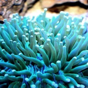 Heliofungia Actiniformis Master blue 10 cm - Corallo duro LPS facile