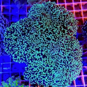 Euphyllia Divisa Green Bicolor - Corallo duro LPS facile - 1 calice