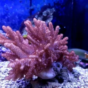 Sinularia Brassica - Finger Coral Cactus - Corallo molle facile - frag 8-10 cm