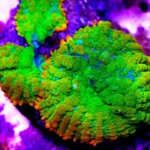 Rhodactis Green-Orange Ultra Premium fluo - Mushroom - Corallo molle facile - 1 disco su frag