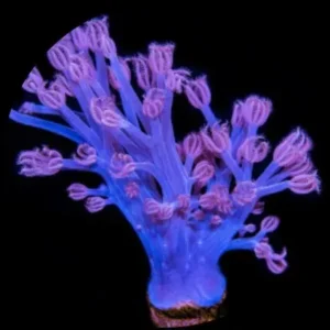 Cespitularia Blue Australia 15-18 cm - Tree Yellow - Corallo molle facile