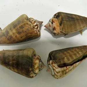 Strombus Spp. - Sea Shell Snail - Lumaca Detritivora ideale per acquario marino DSB e reef