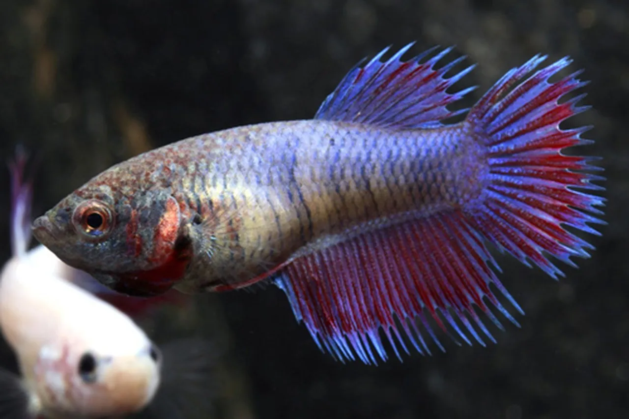Betta splendens Crowntail femmina color mix, pesce combattente femmina