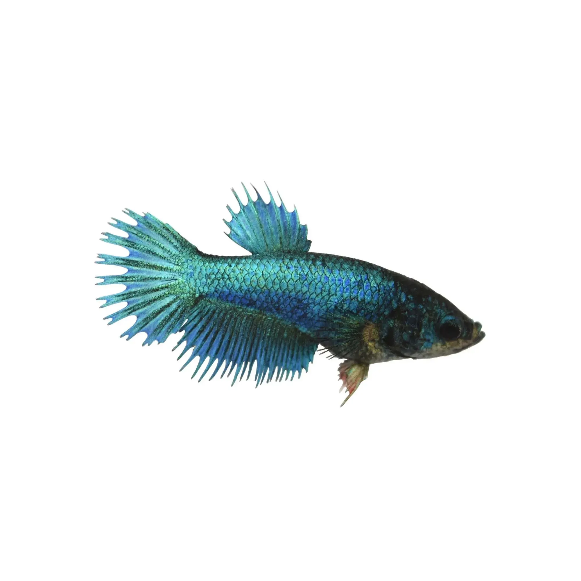 Betta splendens Crowntail femmina color mix, pesce combattente femmina