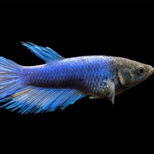 Betta splendens Crowntail femmina color mix, pesce combattente femmina