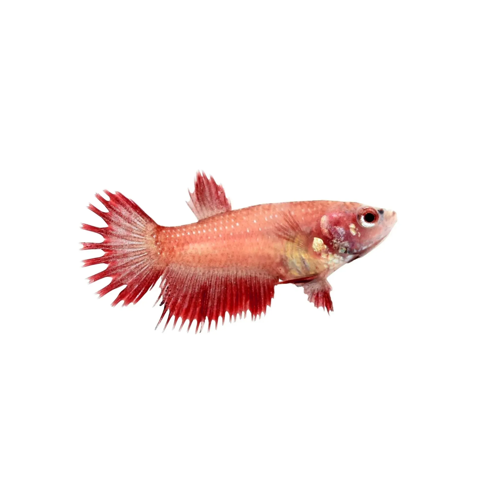 Betta splendens Crowntail femmina color mix, pesce combattente femmina