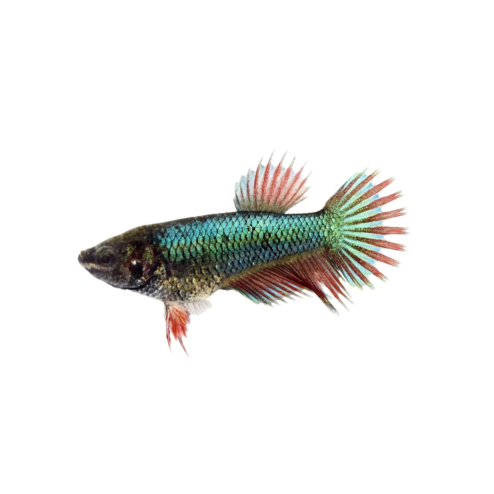 Betta splendens Crowntail femmina color mix, pesce combattente femmina