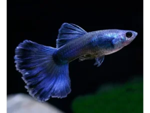 Guppy maschio Blue Moscow, Poecilia reticulata male 3,5 cm