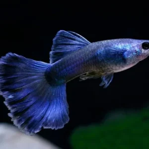 Coppia di Guppy Blue Moscow, Poecilia reticulata 3,5 cm maschio + femmina