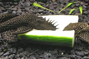 Coppia di ANCISTRUS DOLICHOPTERUS XXL cm pulitori da vetro