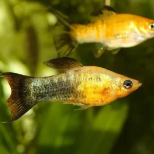 Poecilia Latipinna Molly Golden Spotted 5 cm