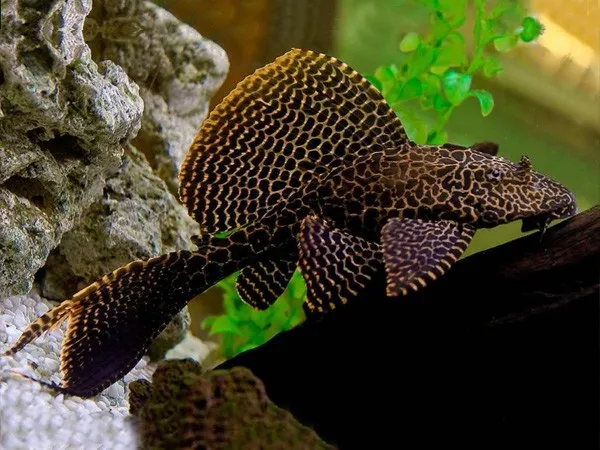 Pterygoplichthys Gibbiceps Leopard Pleco 12-15 cm, pulitori da vetro alghivori