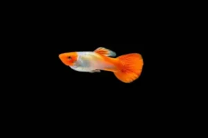Guppy maschio koi Red Cap, Poecilia reticulata male 3,5 cm