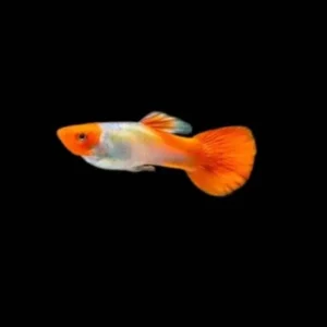 Guppy maschio koi Red Cap, Poecilia reticulata male 3,5 cm