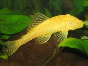 Ancistrus Dolichopterus GOLD/ALBINO 3-5 cm pulitori da vetro