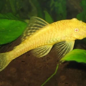 Ancistrus Dolichopterus GOLD/ALBINO 3-5 cm pulitori da vetro