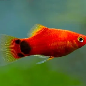 Platy Red Mikey Mouse, xiphophorus maculatus 2-3 cm