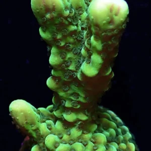 Montipora Capitata Green - Coralo duro SPS- frag 3-6 cm