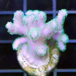 Stylophora Subseriata green-pink - Corallo duro SPS - frag 3-6 cm