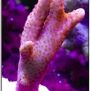 Montipora Digitata Rosa - Pink - Coralo duro SPS- frag 3-6 cm