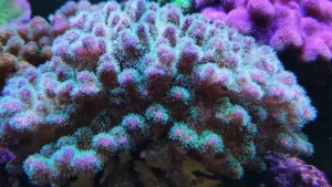 Pocillopora Damicornis Tricolor - Corallo duro SPS- frag 3-4 cm