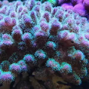 Pocillopora Damicornis Tricolor - Corallo duro SPS- frag 3-4 cm