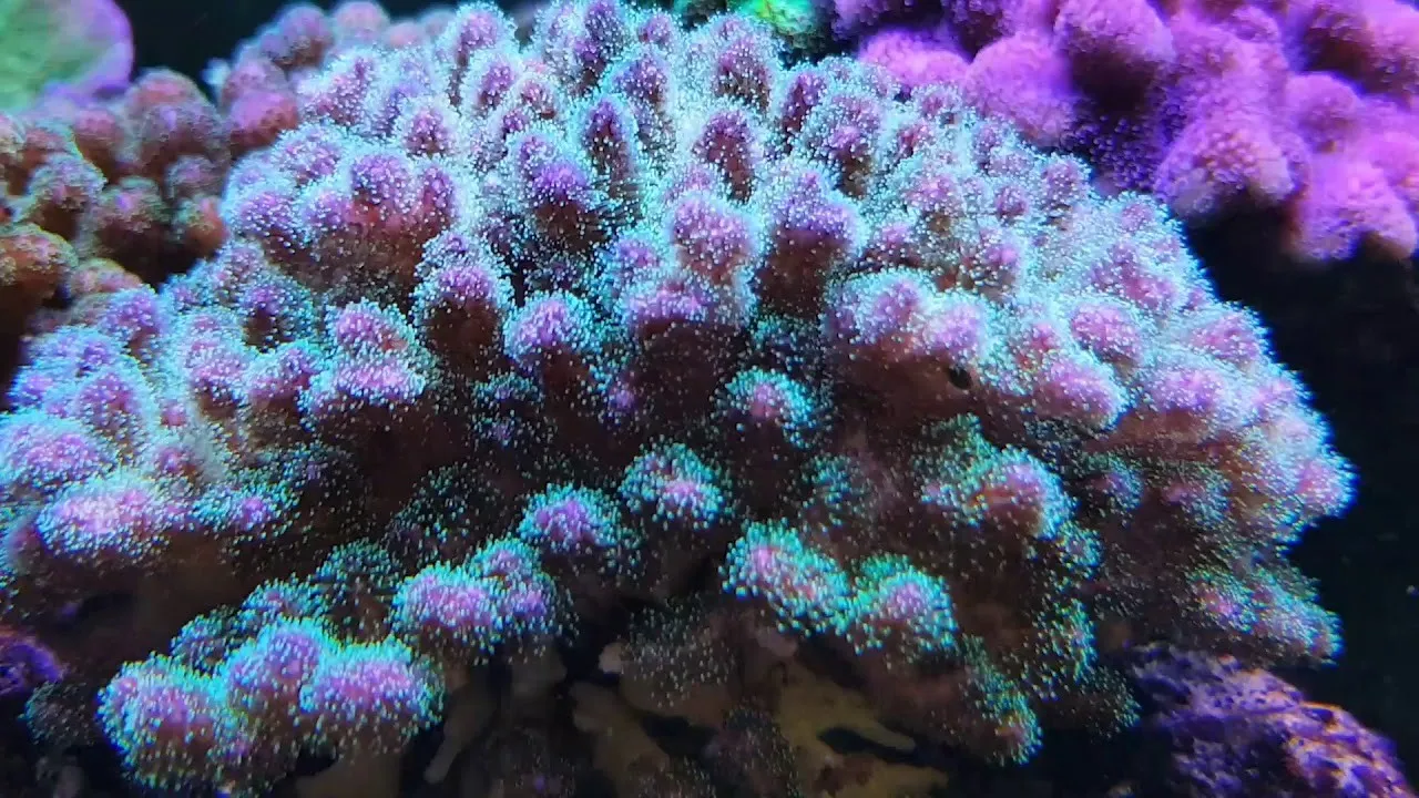 Pocillopora Damicornis Tricolor - Corallo duro SPS- frag 3-4 cm