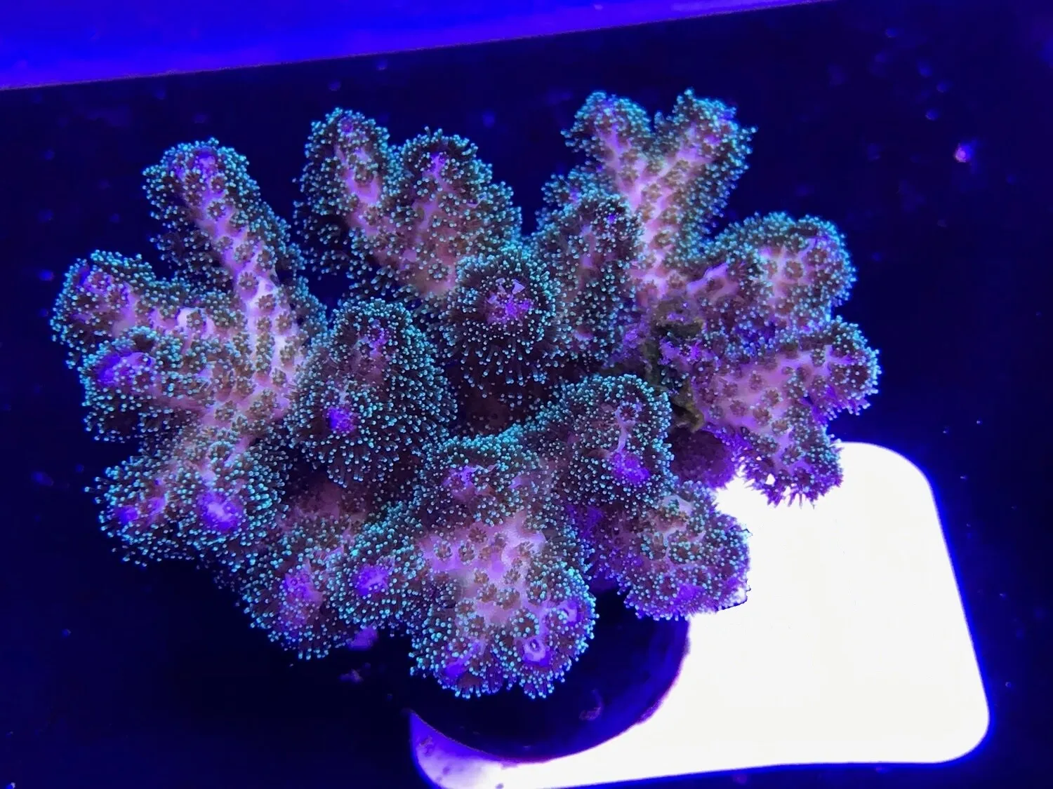 Pocillopora Damicornis Tricolor - Corallo duro SPS- frag 3-4 cm