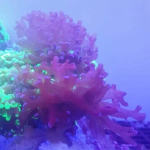 Euphyllia Divisa Viola - 2 calici - FOTO REALI - Corallo duro LPS facile