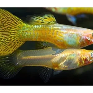 Coppia di Guppy Snakeskin Cobra Blond, Poecilia reticulata 3,5 cm - maschio + femmina