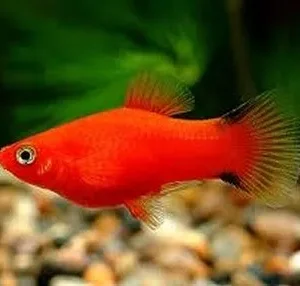 Platy Red Comet, xiphophorus maculatus 3-4 cm