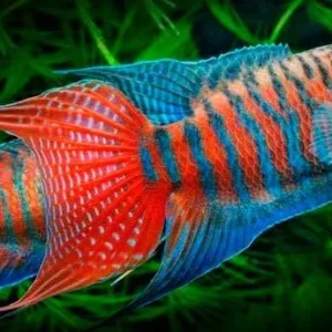 Macropodus Opercularis Blue/Red - Paradise Fish 4-5 cm - Pesce del paradiso
