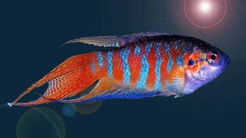 Macropodus Opercularis Blue/Red - Paradise Fish 4-5 cm - Pesce del paradiso