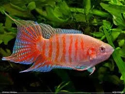 Macropodus Opercularis Red - Paradise Fish 4-5 cm - Pesce del paradiso