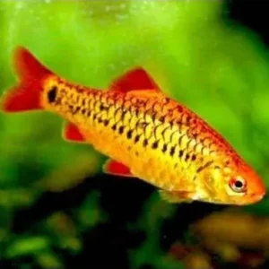 Barbus Schuberti - Puntius Semifasciolatus - Barbodes Barbo dorato 2-3 cm
