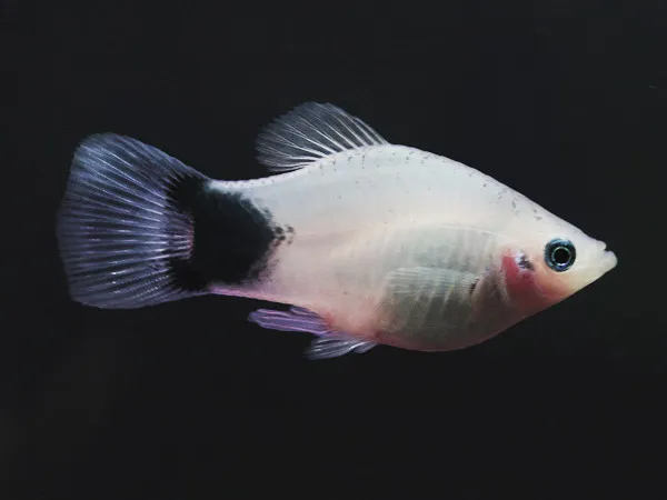 Platy Mickey mouse, xiphophorus maculatus 2 - 3 cm