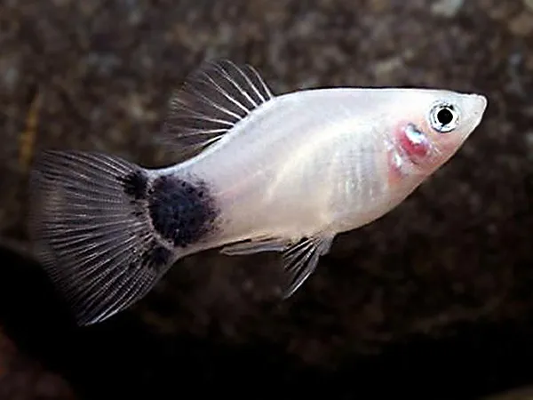 Platy Mickey mouse, xiphophorus maculatus 2 - 3 cm