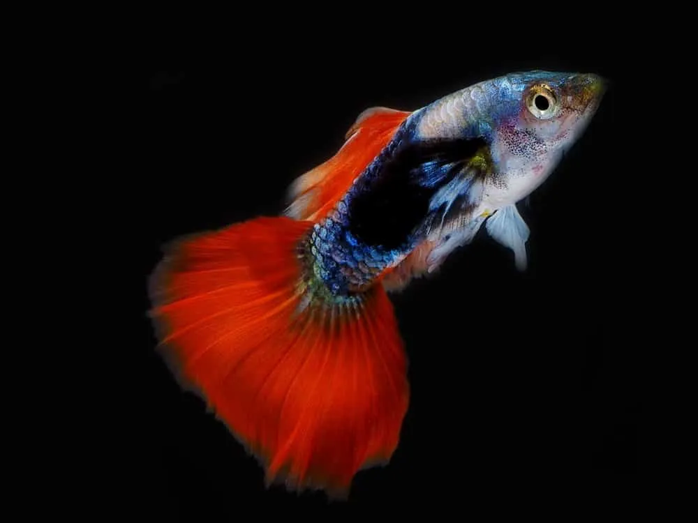 Coppia di Guppy H/B red, Tuxedo red Poecilia reticulata maschio e femmina