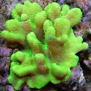 Lobophytum Green XL 10-15 cm - verde - Corallo molle facile