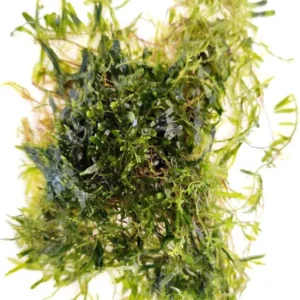 Alga Caulerpa spp. per acquario marino - macroalgae - 10x10 cm - starter per refugium e reattore ad alghe