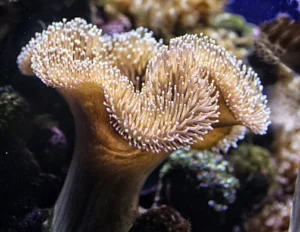 Sarcophyton sp - Corallo molle facile - 10-12 cm su frag