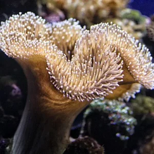 Sarcophyton sp - Corallo molle facile - 10-12 cm su frag