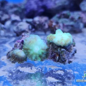 Rhodactis Light Green Mushroom - verde chiaro - Corallo molle facile - frag con più dischi
